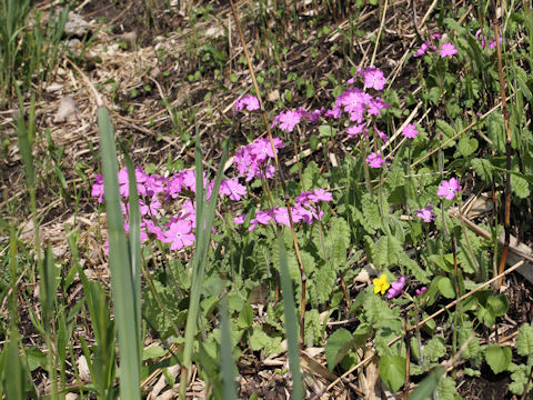 Primula sieboldii