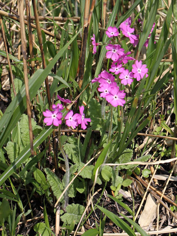 Primula sieboldii