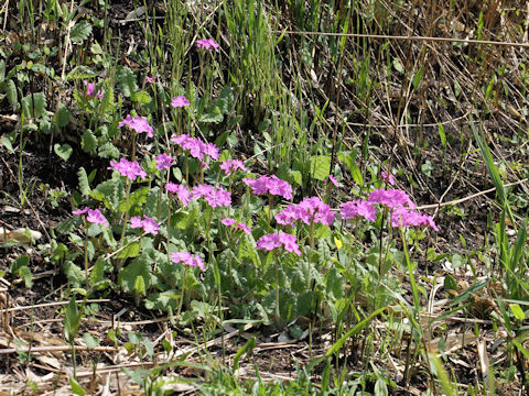 Primula sieboldii