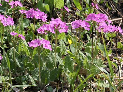 Primula sieboldii