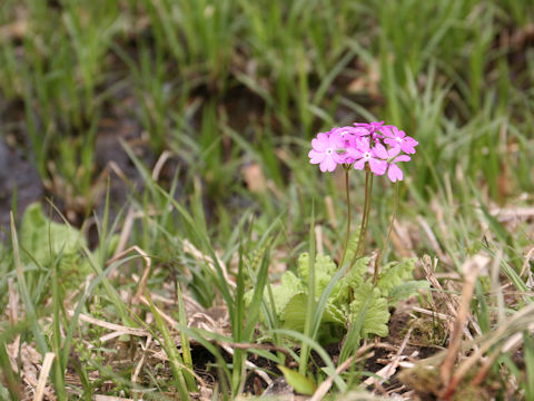 Primula sieboldii