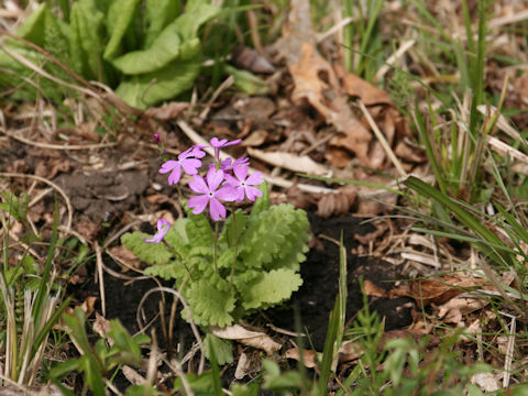 Primula sieboldii