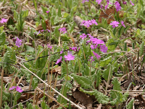 Primula sieboldii