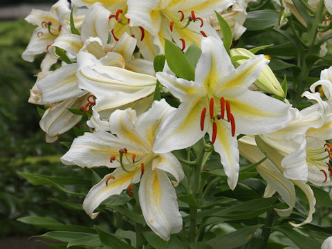 Lilium auratum var. platyphyllum