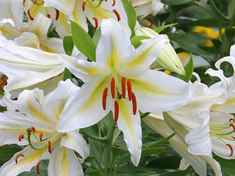 Lilium auratum var. platyphyllum