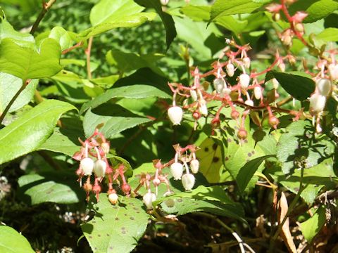 Gaultheria shallon