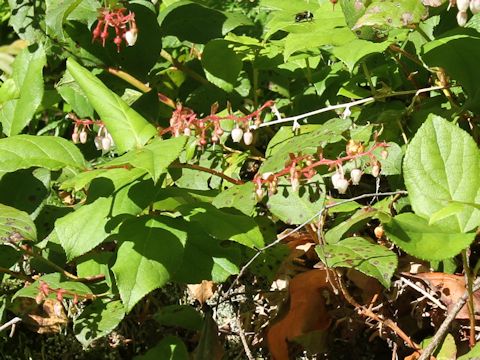 Gaultheria shallon