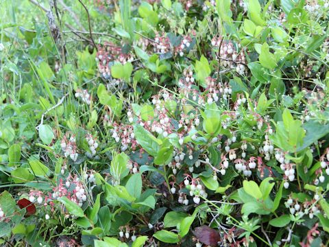 Gaultheria shallon