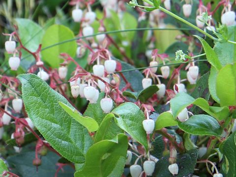 Gaultheria shallon