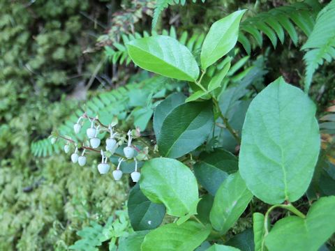 Gaultheria shallon