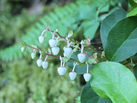 Gaultheria shallon