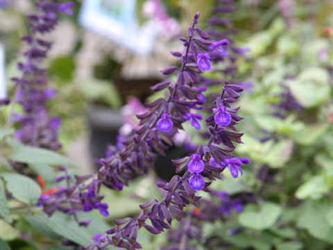 Salvia cv. Anthony Parker