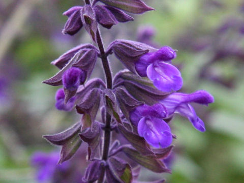 Salvia cv. Anthony Parker