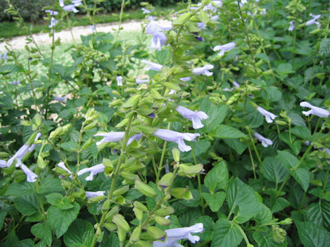 Salvia guaranitica cv. Argentine Skies