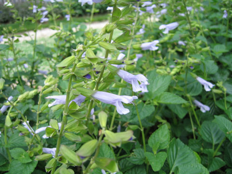 Salvia guaranitica cv. Argentine Skies