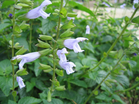 Salvia guaranitica cv. Argentine Skies