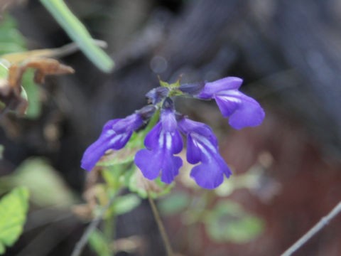 Salvia arizonica