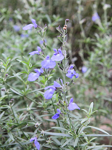 Salvia azurea