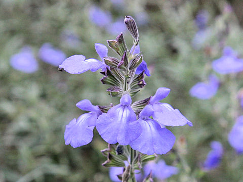 Salvia azurea