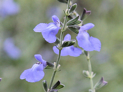 Salvia azurea