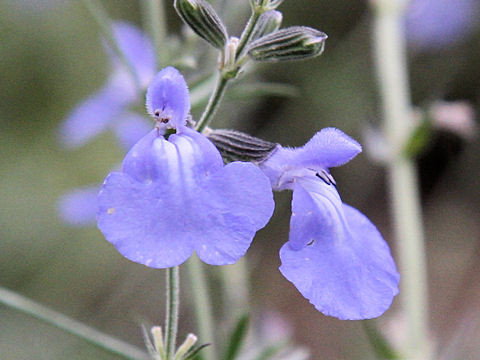 Salvia azurea