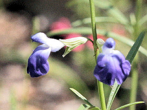 Salvia azurea