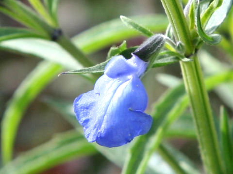 Salvia azurea