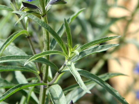 Salvia azurea