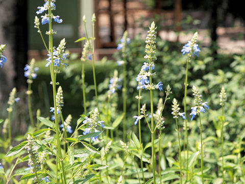 Salvia azurea