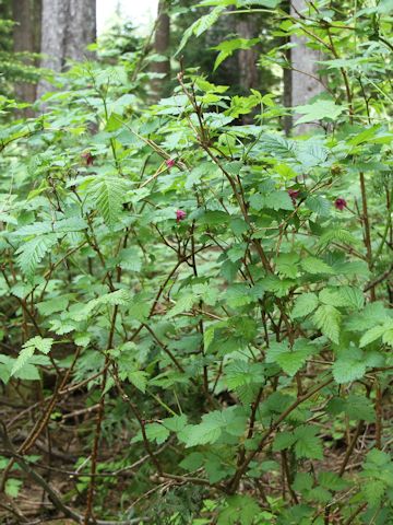 Rubus spectabilis