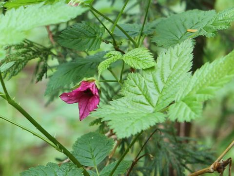 Rubus spectabilis