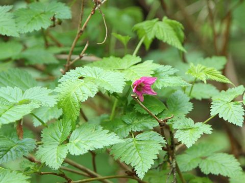 Rubus spectabilis