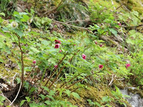 Rubus spectabilis