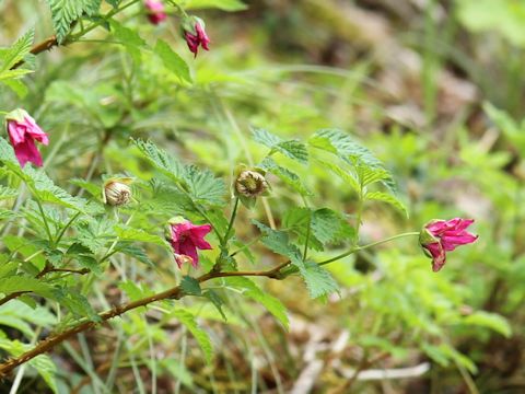 Rubus spectabilis