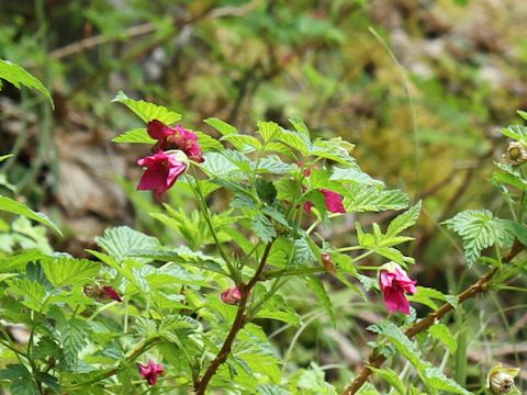 Rubus spectabilis