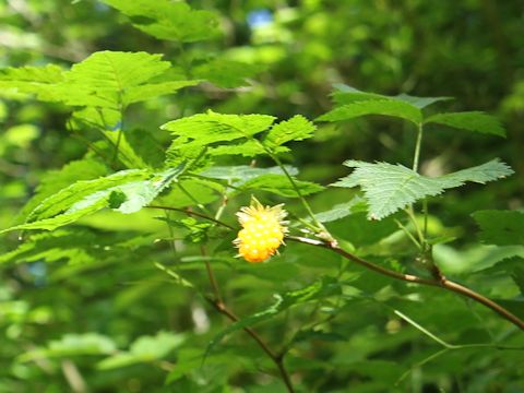 Rubus spectabilis