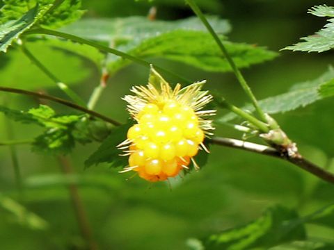 Rubus spectabilis