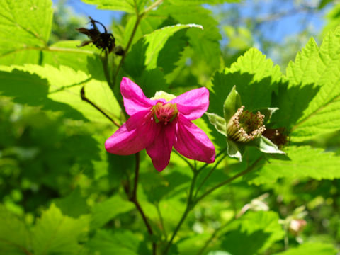 Rubus spectabilis