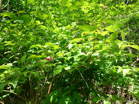 Rubus spectabilis