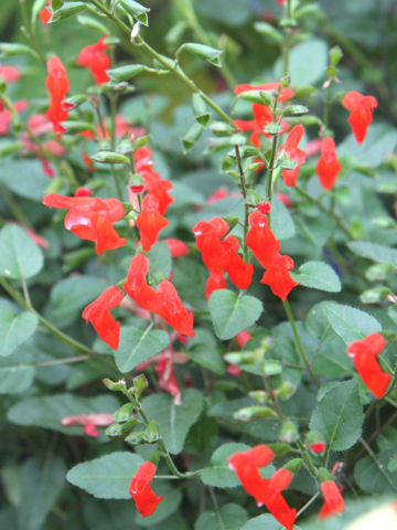 Salvia blepharophylla