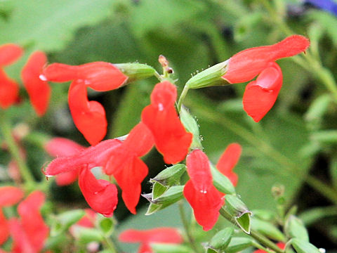 Salvia blepharophylla