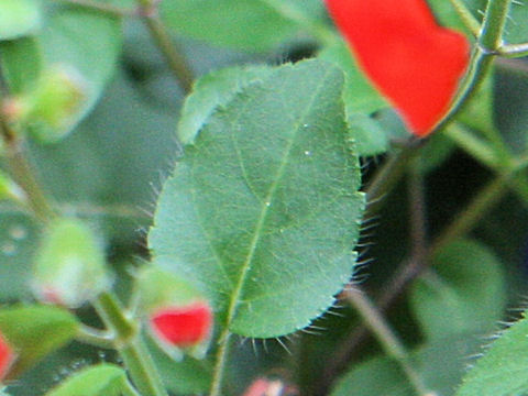 Salvia blepharophylla