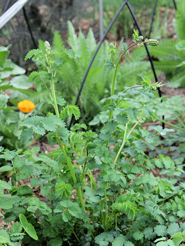 Sanguisorba minor