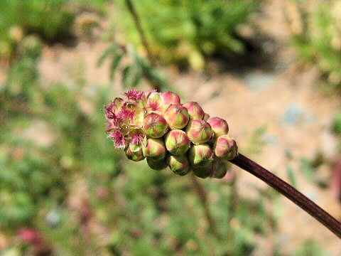 Sanguisorba minor