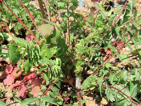 Sanguisorba minor