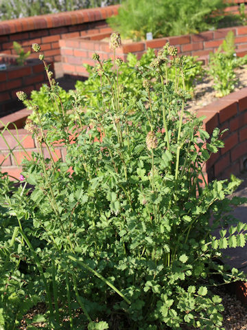 Sanguisorba minor