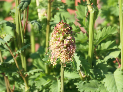 Sanguisorba minor