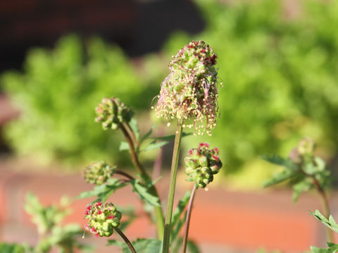 Sanguisorba minor