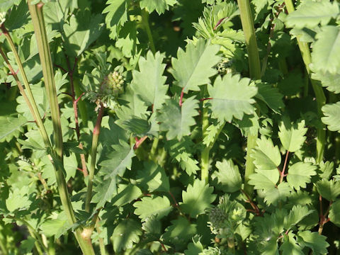 Sanguisorba minor