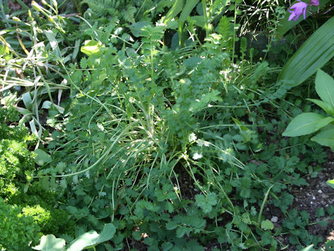 Sanguisorba minor